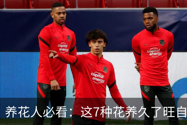 养花人必看：这7种花养久了旺自己，送人等于送走好运气